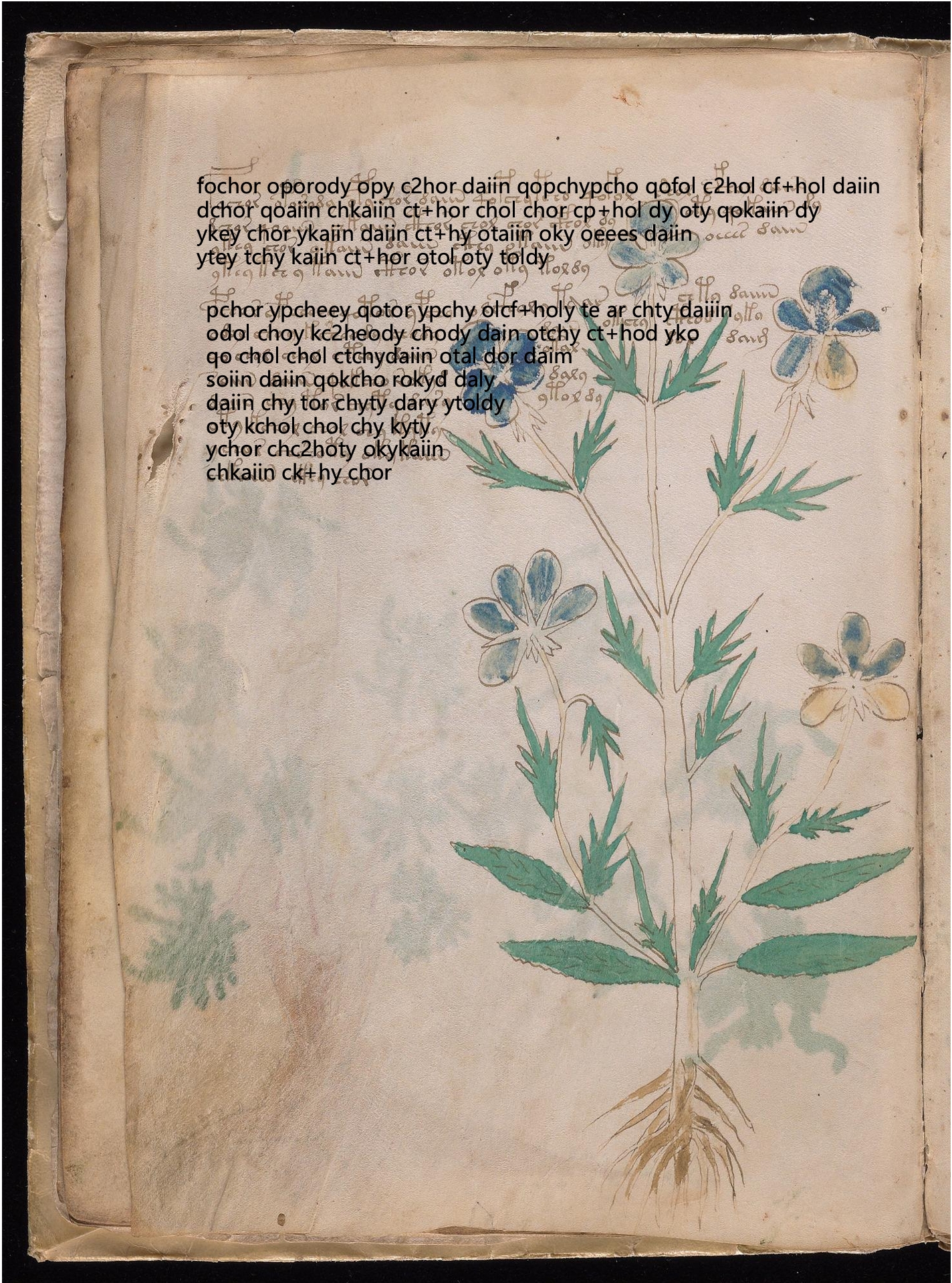 Folio 9v glyph overlay on parchment